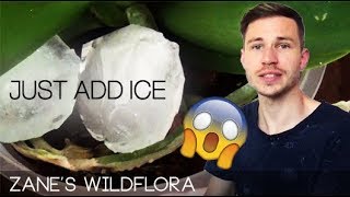 I Just Added Ice To My Orchids For A Month