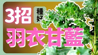 種好無毒羽衣甘藍的3個重點| How to grow Kale |《葛斯怎麼種》54