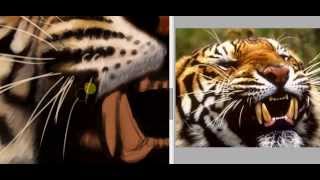 preview picture of video 'Tatuaje Tg Jiu TattooSabin-Tiger'