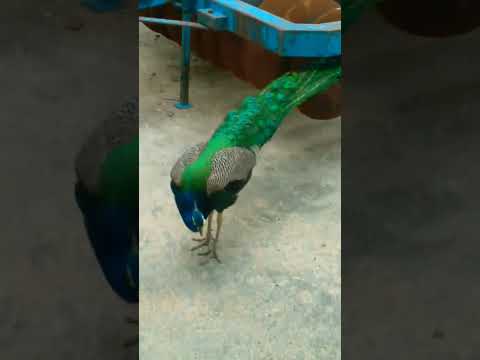 #birds #peacock #parrot #nature #animals #love #111224 #1313