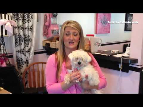 Pink Poodle owner Wendy Kovach updates on #Fitchburg dogs; Maureen Cormier provides donation info @s