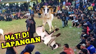 Download lagu GARUT SHEEP FIGHTERS BREATHE THEIR LAST BREATH ||ARTS OF SKILL CONTEST 😭😭 mp3