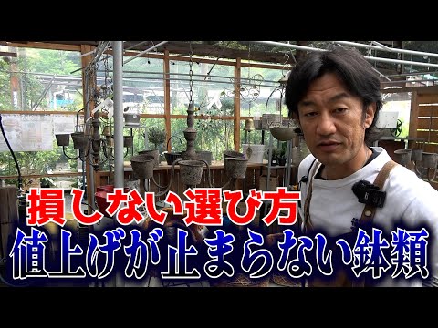 大きなドレスを着たプランター - 木 - アジサイ