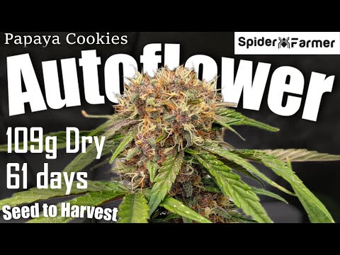 Timelapse -109g Autoflower- Seed to Harvest - Papaya Cookies Fastbuds - Spiderfarmer SF4000