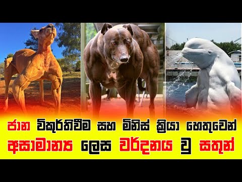 ජාන විකුර්තිවීම සහ මිනිස්ක්‍රියා නිසා අසාමාන්‍ය ලෙස වර්දනය වු සතුන්/thorathuru