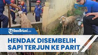 Evakuasi Dramatis Sapi Kurban 500 Kg yang Terjun ke Parit di Bekasi, 10 Petugas Damkar Dikerahkan