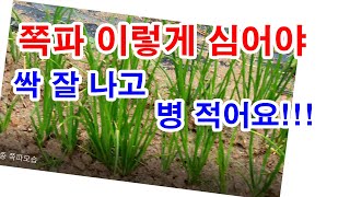 쪽파 이렇게 심어야 싹 잘 나고 병 없어요!!!(쪽파 재배, 쪽파 심는 시기, 쪽파 심는 방법, 쪽파 종구 …