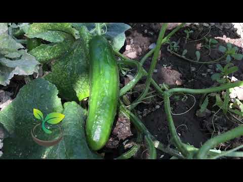 🥒 Prune Like a Pro: The Ultimate Guide on How To Prune Cucumber!