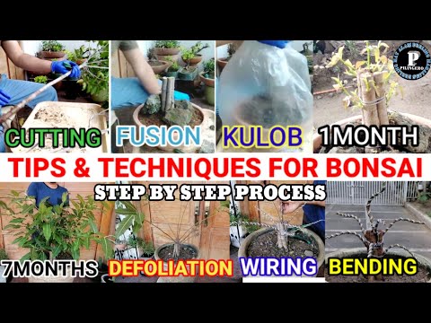 #bonsaitips #redbalete TECHNIQUES FOR BONSAI PART 1 | STEP BY STEP PROCESS | PAANO GUMAWA NG BONSAI