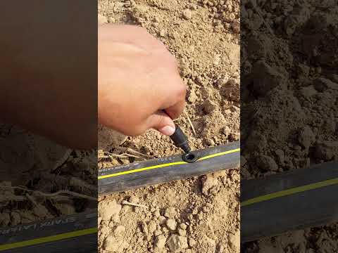 Mini sprinkler system #agriculture #farming #sprinkler #minivlog #shorts
