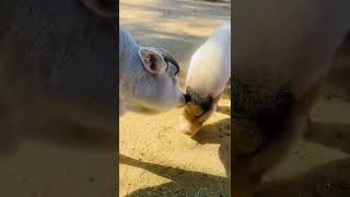 BEST GIFs of REDDIT | r/gifs Compilation #3