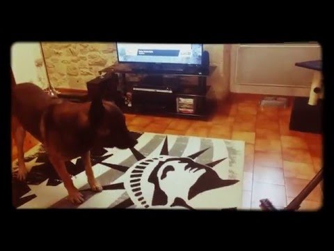 Malinois fou du ménage