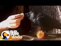 Wild Crow Becomes Best Friends With This Family  | The Dodo Wild Hearts
