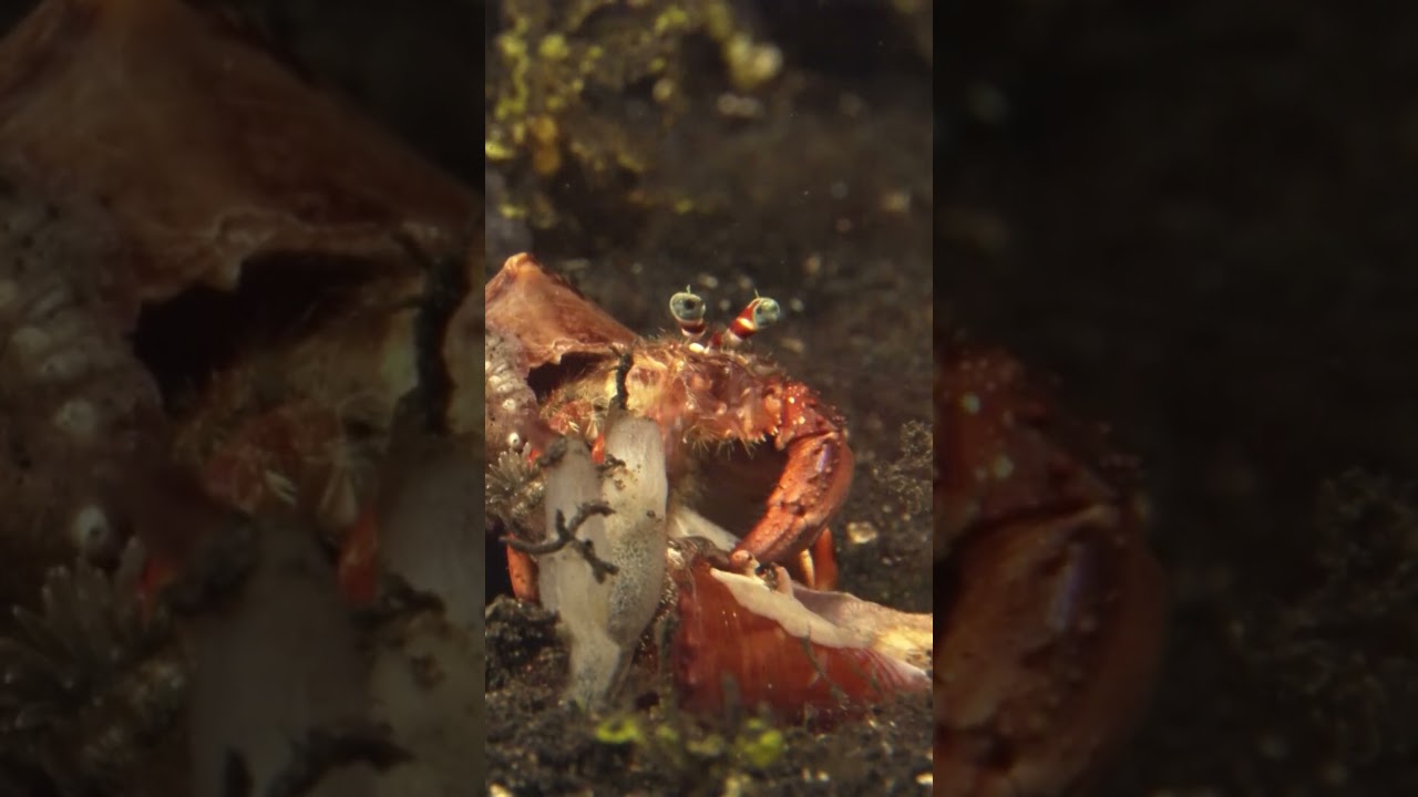 Clash of Crabs