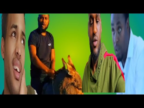 #Gorsa baredu# tana dhagefadha# erga  hedu ufi kessa qaba