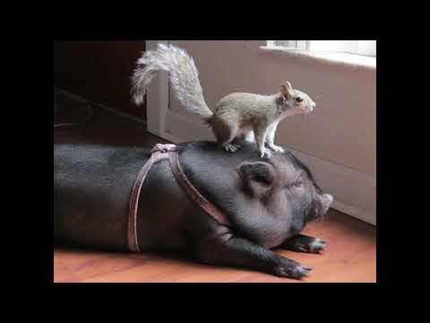 Mońka rozmawia o przyrodzeniu z Krzysiem Misiem