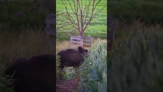 Überläuferkeiler bei bestem Licht 🐗