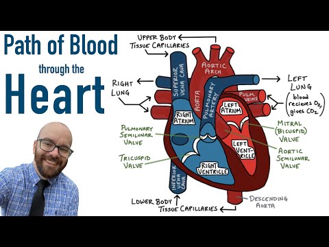 Path of Blood Flow through the Heart | Step by step through every chamber, valve, and major vessel
