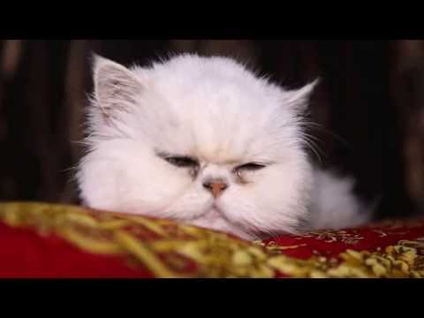 Satinka the Urban lioness