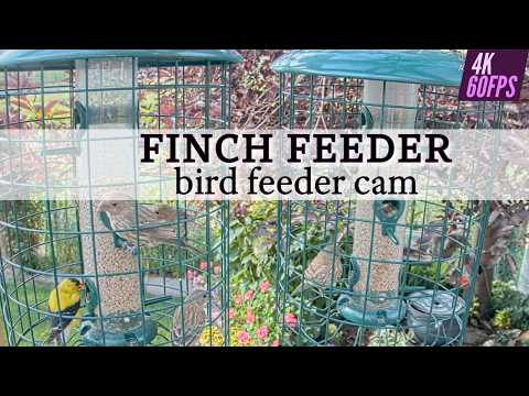 Banff Finch Cam