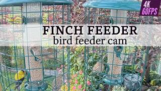 Relax with Nature: Live Canadian FINCH Cam in 4K live webcam