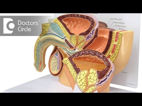 Differentialdiagnose von Prostatitis und BPH Prostata-Massage männlich Foto