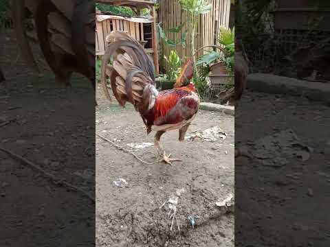 gento blues sweater #gamefowl #backyardchickens #shorts