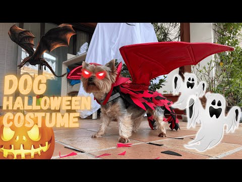 Fantasia de cachorro e dragão para Halloween 🎃👻 Fantasia de cachorro de Game of Thrones DIY