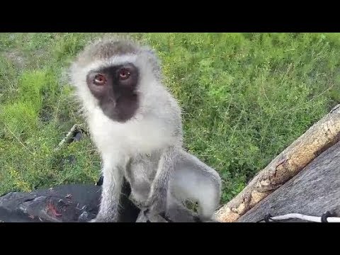 Djuma: Vervet Monkeys on the cam tree - 07:57 - 02/18/2020