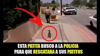 7 ANIMALES en PROBLEMAS que PIDIERON AYUDA a LOS HUMANOS