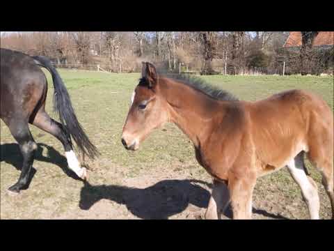 Global Player, Sezuan`s Donnerhall