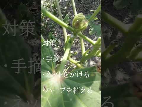 白酢で園芸植物を保護する