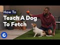 How To Teach A Dog To Fetch Chewtorials