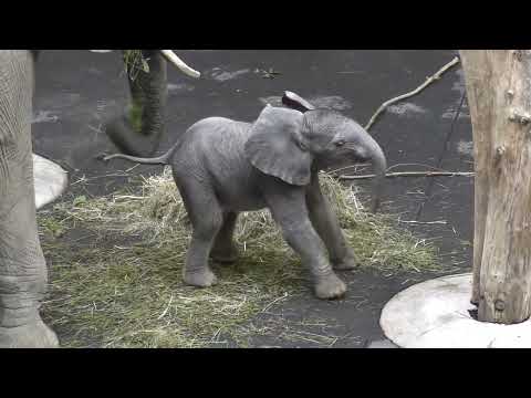 Baby Elefant in Schoenbrunn 22. August 2025