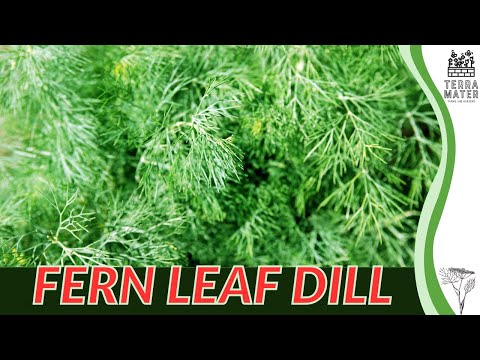 FERN LEAF DILL: Care Guide and Tips 🌿✨ (Anethum graveolens ‘Dillex’)