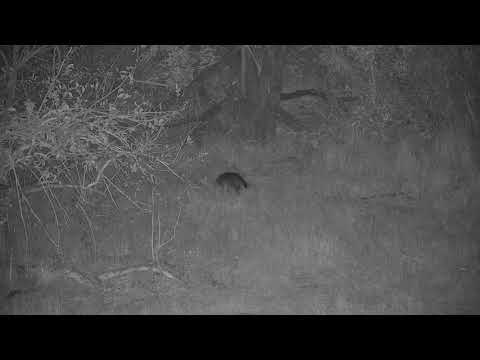 Djuma: Civet - 18:15 - 08/27/20