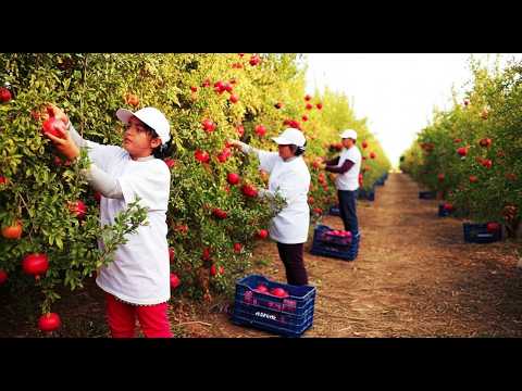 Awesome Agriculture Technology: Pomegranate Cultivation - Pomegranate Farm and Harvest