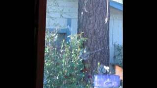 Mourning Dove hits window, leaves impression