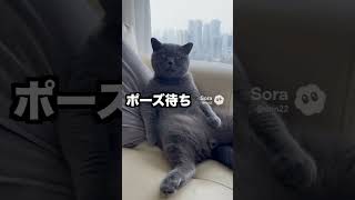 猫にポーズお願いしたらやる気ゼロすぎた…首だけ動かす猫が可愛い【猫あるある】AIアニメ
