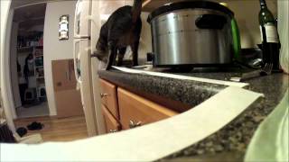 charlie the cat dealing with tape on the counter