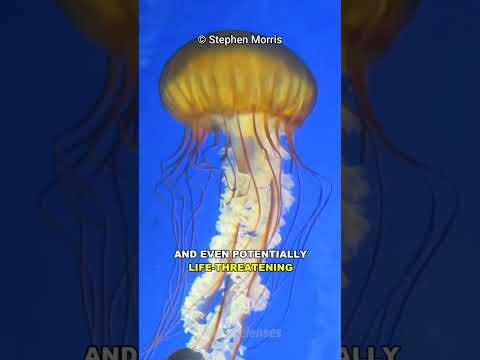 nature fact about jelly fish ???? #jellyfish #boxjellyfish #ocean #science #factdrizzles