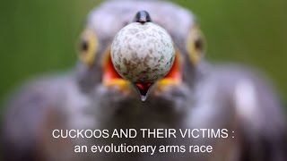 Cuckoos and their victims: An evolutionary arms race