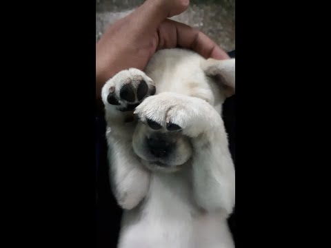 All you need Love & a Labrador.