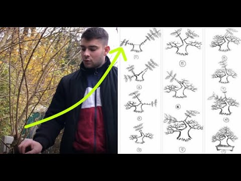 BONSAI Tutorial: Wie man aus einem Baumstumpf einen Bonsai entwickelt. DIY Bonsai Anleitung