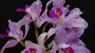 roberta miranda misterio