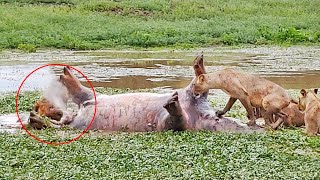 Dead Hippo Farts In Lion&#39;s Face!