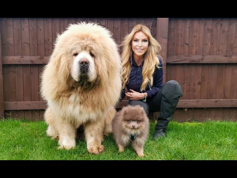 CHINESE TIBETAN MASTIFF Versus TINY POMERANIAN DOG - What will happen?