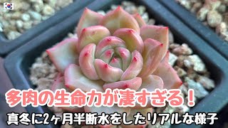 【多肉植物】多肉植物の生命力が凄すぎる！真冬に２ヶ月半の間断水したリアルな多肉の様子