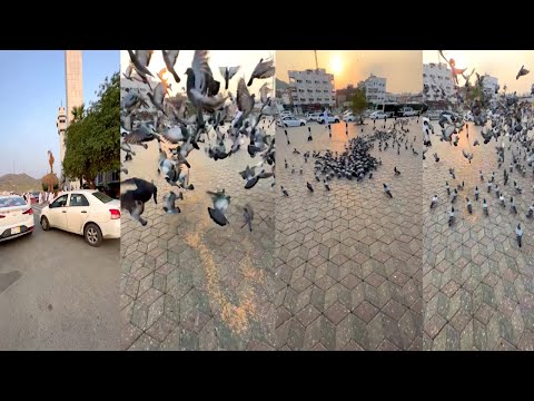 "City Stroll Adventure with Qadir Ali | 4K Travel Vlog | Pigeon Fun in Makkah Streets!"
