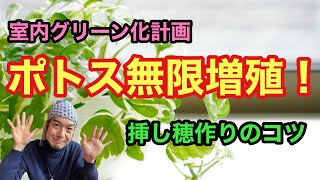 室内グリーン化計画！ポトス無限増殖！挿し穂作りのコツ🍀